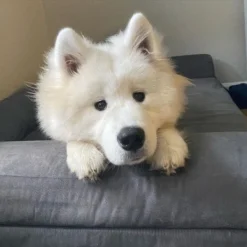 Big Barker 7" Orthopedic Dog Bed - Sofa Edition -Pet Gizmos Sales GUEST 38b102b7 7d30 421a a88f 31813b022531