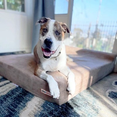 Big Barker 7" Orthopedic Dog Bed - Headrest Edition 3 Big Barker 7" Orthopedic Dog Bed - Headrest Edition - Image 3