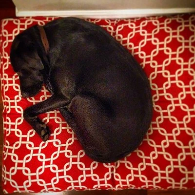 Majestic Pet Links Rectangle Dog Bed Teal 2 Majestic Pet Links Rectangle Dog Bed Teal - Image 2