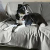 Kritter Planet Waterproof Blanket, Washable Liquid Proof Dog Blanket for Couch Sofa, Reversible Furniture Protector Cover for Dogs, Blanket for Pets
