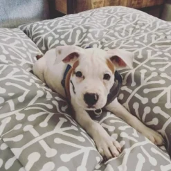 Majestic Pet Aruba Rectangle Dog Bed Orange