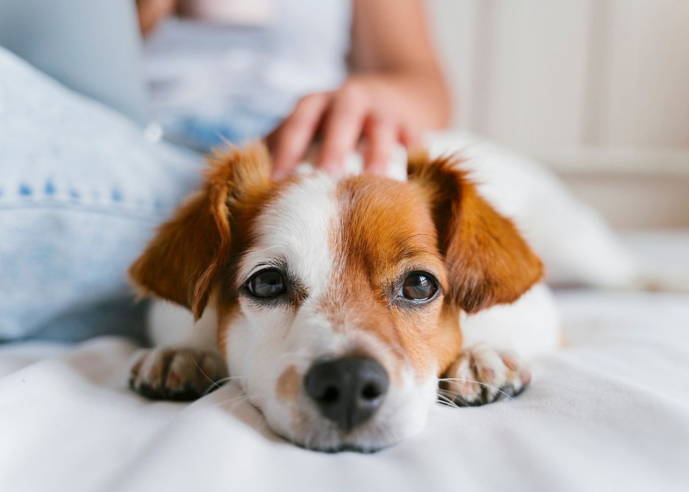 Pet Gizmos Sales 11 Pet Gizmos Sales -Pet Gizmos Sales MONSTRUITOS04 1263x560 2