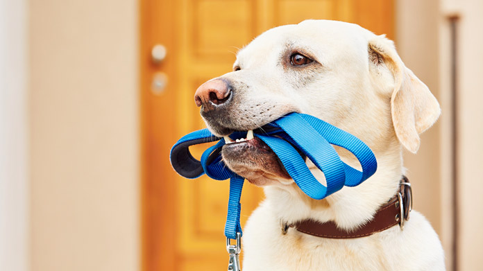 Pet Gizmos Sales 26 Pet Gizmos Sales -Pet Gizmos Sales pet supply store